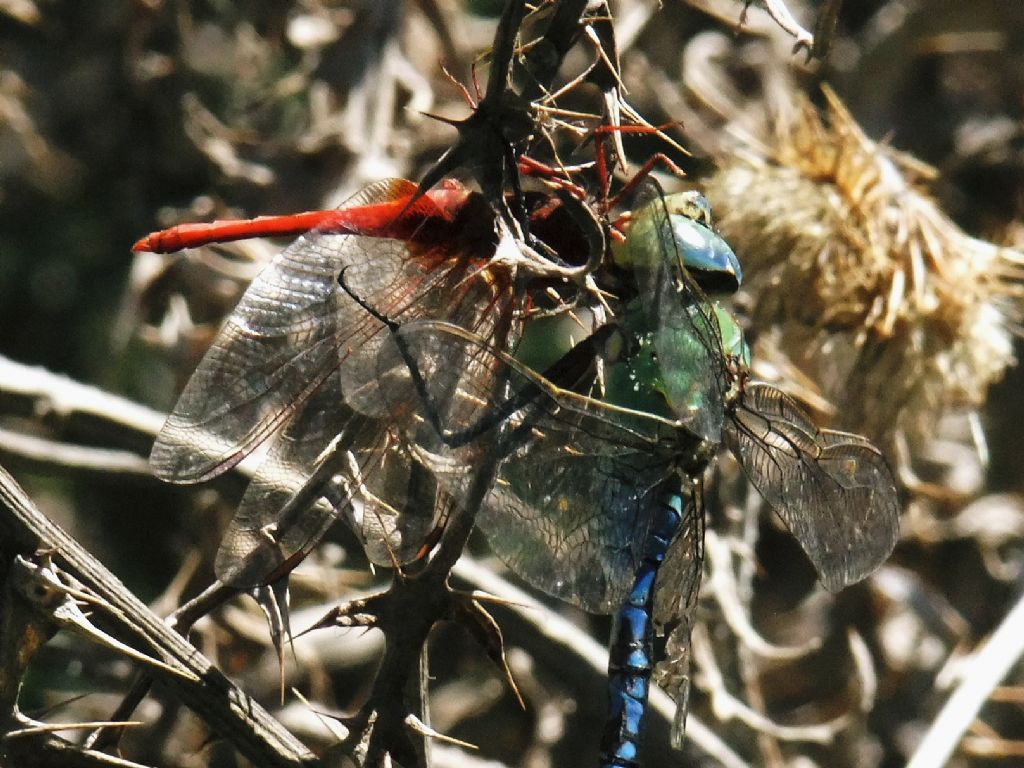 Parliamo di: Scheda Crocothemis erythraea